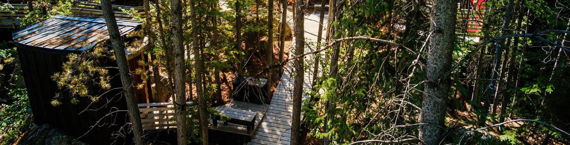 Forest Boardwalk Leading to the Sauna