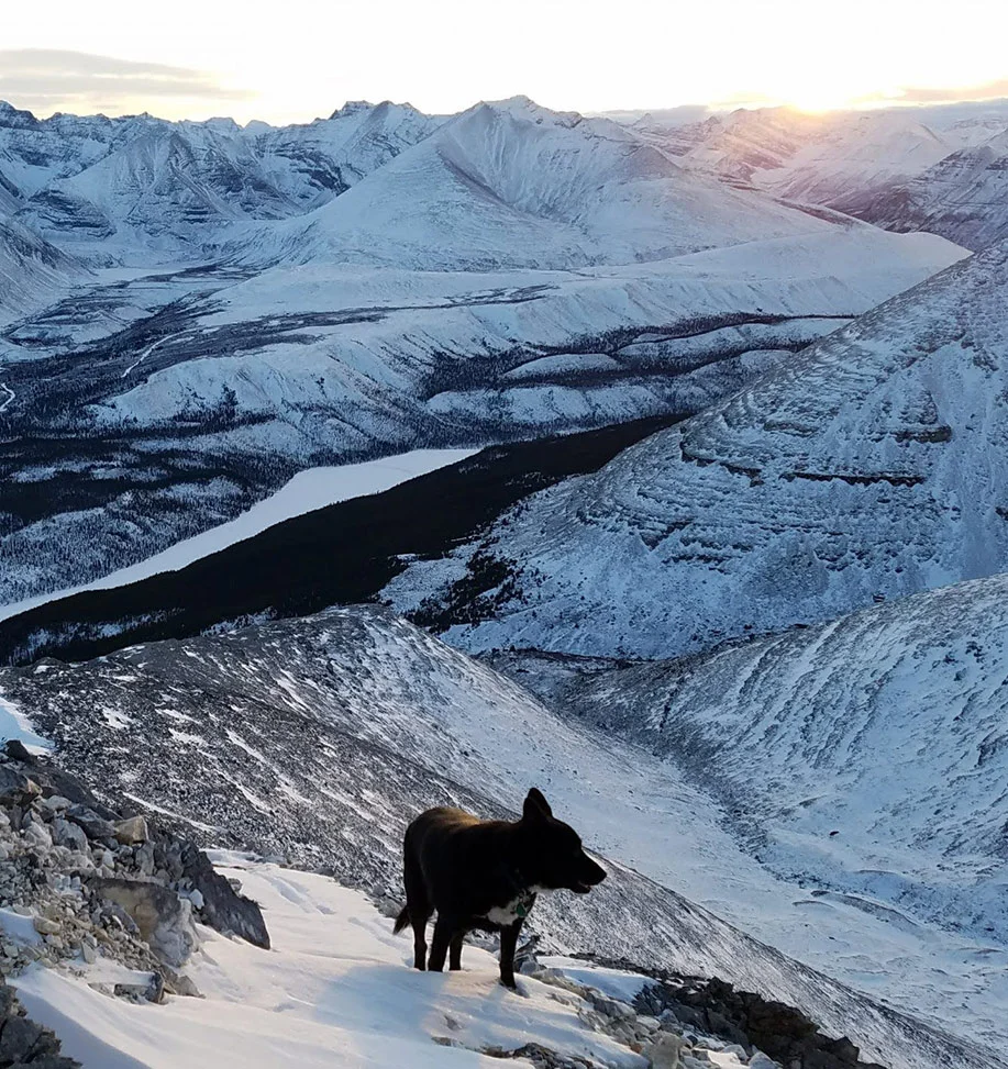 Dog Exploring the Snowy Yukon Mountains