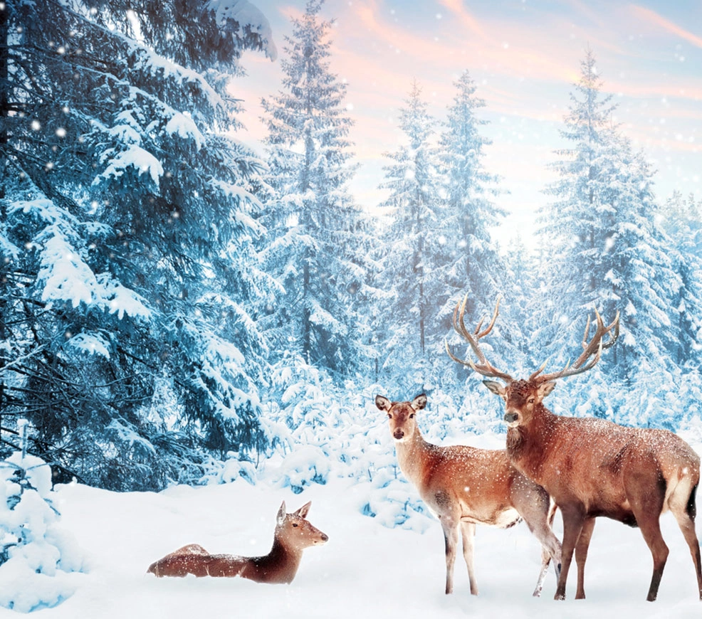 Wildlife
